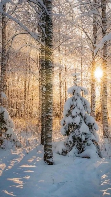 Зимний лес